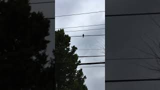 Crow Mimics Squirrel