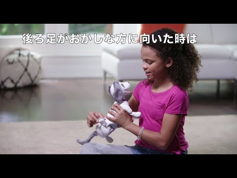 ハロー！ズーマー　ミニチュアダックス　後ろ足のなおし方