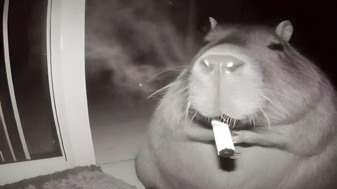 Absurd Memes I Found At 3am