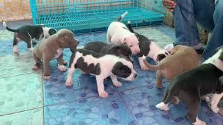 Pitbull puppy for sell