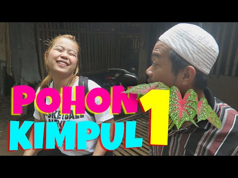 pohon-kimpul-caladium-komedi-bekasi-tulen-bekatul