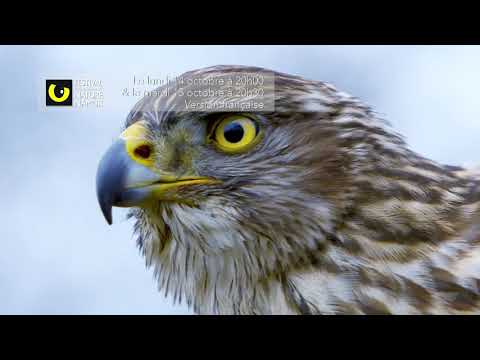 Le retour des oiseaux des lacs | FINN 2019