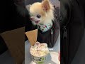 Would You Be Able To Say NO To Tiny Cedric 🥹