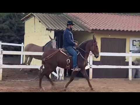 Mula Atriz com Thiago Leal