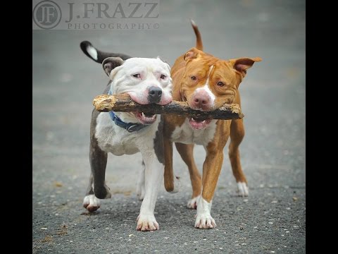 Creature and Aggie, an adopted Terrier Mix in Mendham, NJ_image-1