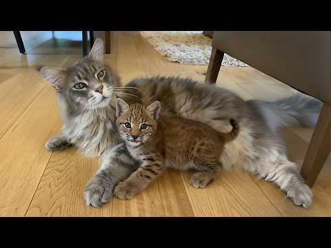 Rescued Bobcat Kitten Had No Hope—Until a Maine Coon Adopted Him and Became His Foster Mom