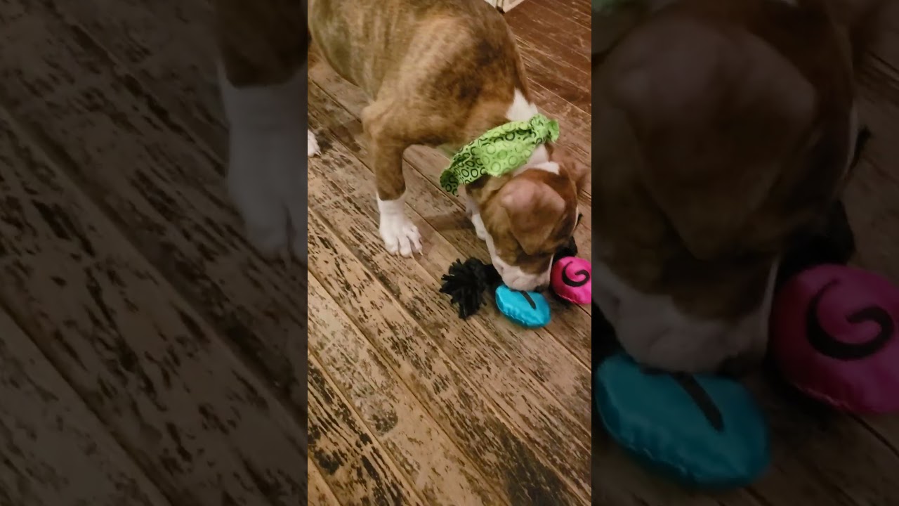 Enlarge Brinkey, an adopted mixed breed in Detroit, MI video 4/6