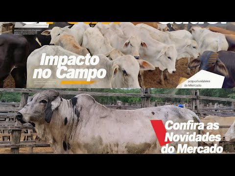 FEIRA DO GADO EM OURICURI-PE DIA, 04/03/2026. #nordeste 