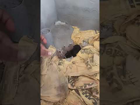 showing our cute puppies And their family