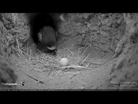 Bermuda Cahow Takes A Break From Incubation (Edited) – Jan 12, 2018