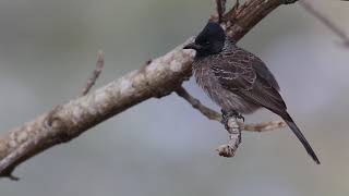 Download lagu Burung Kutilang Hitam mp3