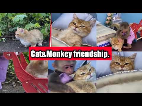 Cat & Monkey friendship don't ignored this cuteness.