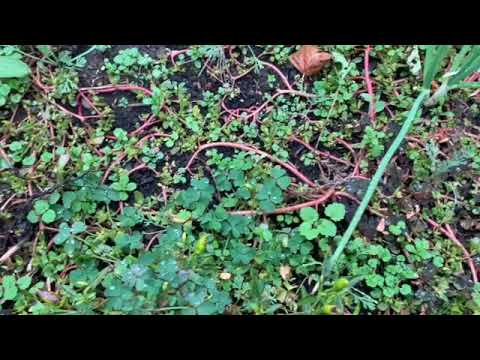 Purslane Chimichurri Chicken Omega 3 Superfood Sauce