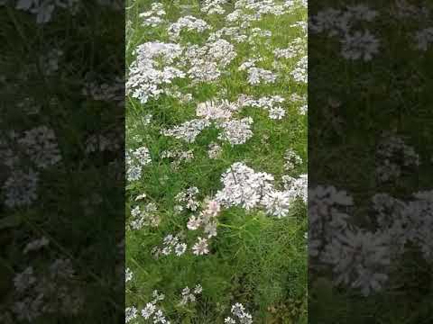 Spice field ||coriander flowers ||Nabanita's Gardening