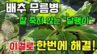 김장배추/무 무름병 발생 잘 죽지 않는 배추 달팽이 퇴치 이렇게 한번에 쉽게 해결하세요 #배추무름병 #배추달…