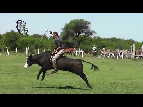 Casablanca Carruego Ombu 2026 - Monta de Vacunos - Org. Alcides Ríos - 3 Enero 2026