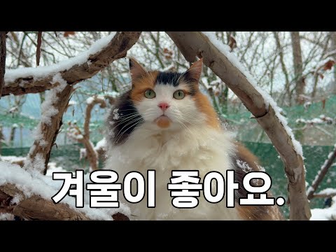 눈 쌓인 겨울을 좋아하는 추위에 강한 산골짜기 고양이