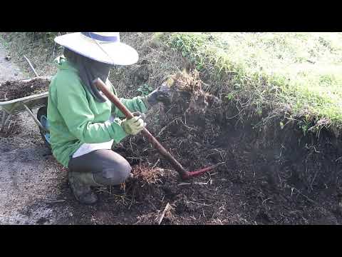 金杖竹、金竹 植物