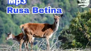 Download lagu Rusa jantan di jamin mendekat mendengarkan suara pikat ini. Suara bersih dan jernih mp3 Download lagu Rusa jantan di jamin mendekat mendengarkan suara pikat ini. Suara bersih dan jernih mp3