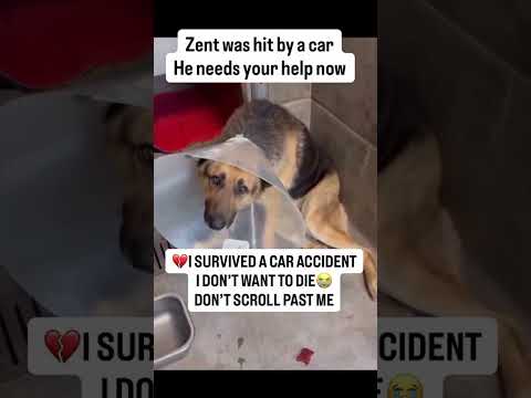 For any help consider donating link in bio to save a stray life in Los Angeles#usashorts#saveladogs