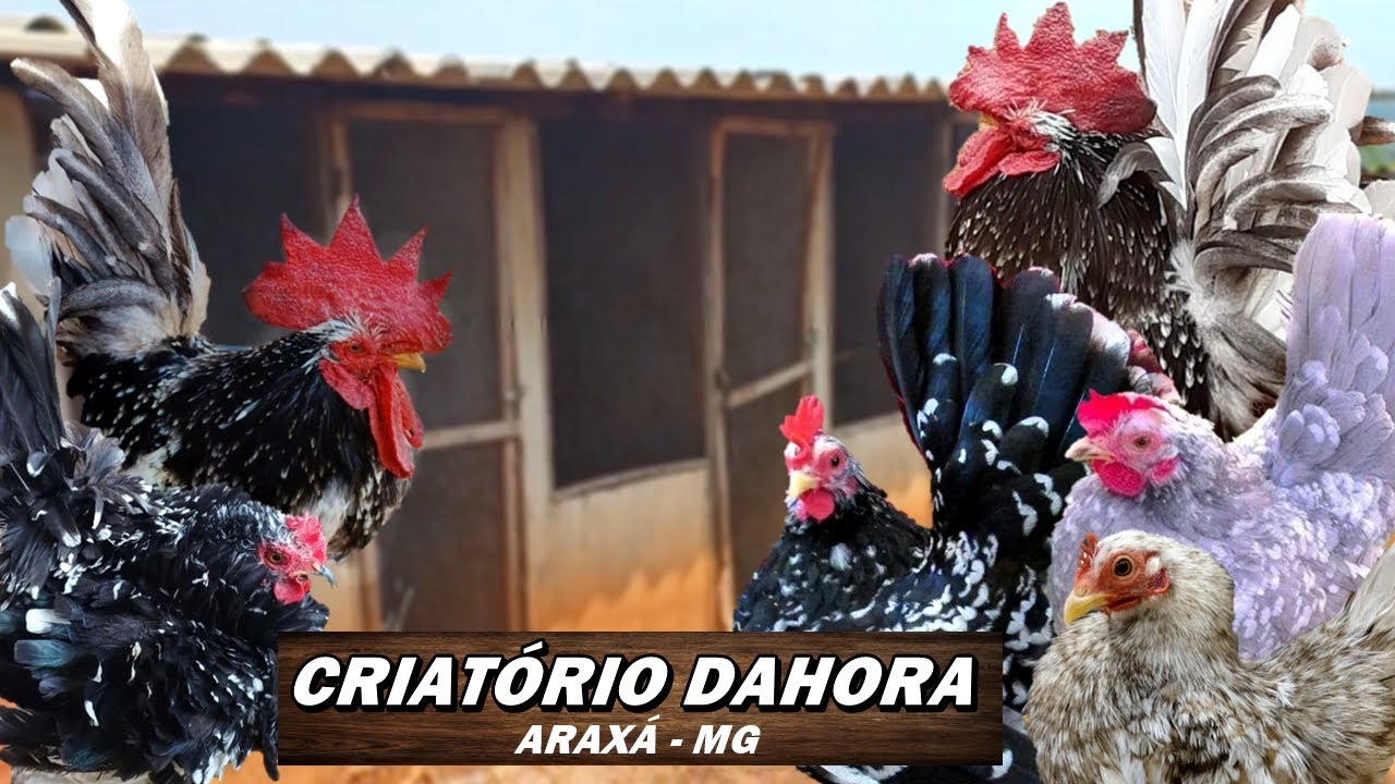 VISITANDO A CRIAÇÃO #51: CRIATÓRIO DAHORA | CHABOS NAGASAKI