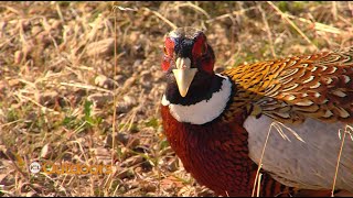 Utah Field Guide: 2020 Pheasant Hunt