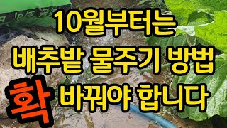 9월말 10월초 배추와 무 물주기 방법 확 바꿔야 합니다