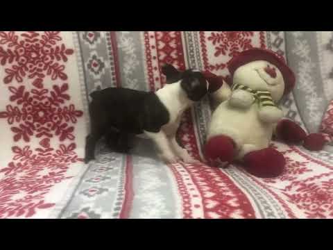Perros Terrier de Boston en venta