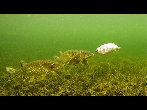 Pike attacks & tries to eat Zombait a real robot fishing lure.