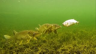 Pike attacks & tries to eat zombie fish. 动物与机器人观察派克如何攻击僵尸鱼. Lucio ataca pez zombi.