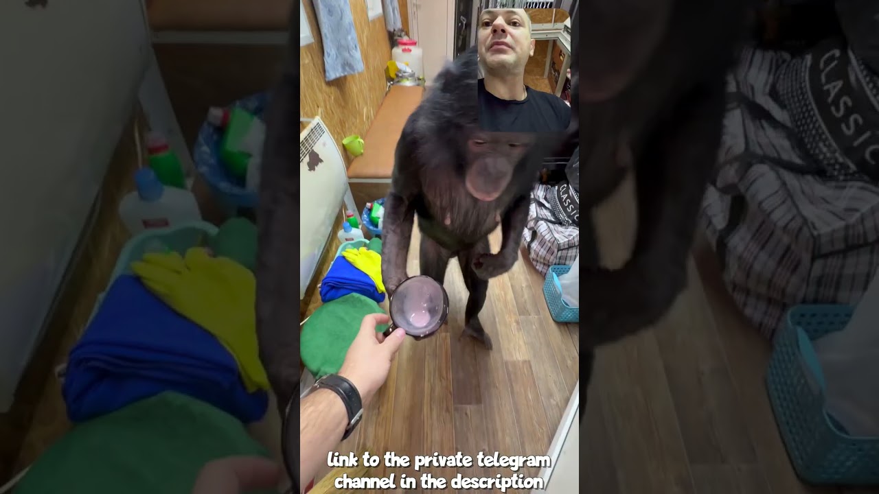 Забавная Реакция Шимпанзе Бони на Первый Снег в Алматы