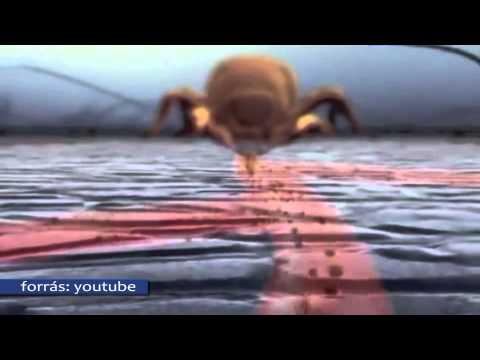 2015 június 9. Híradó