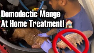 Demodex mites on dogs (demodectic mange) treatment!
