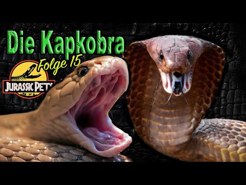 Die Kapkobra - Art & Haltung der Naja nivea | Giftschlangen/Schlangen | Folge 15