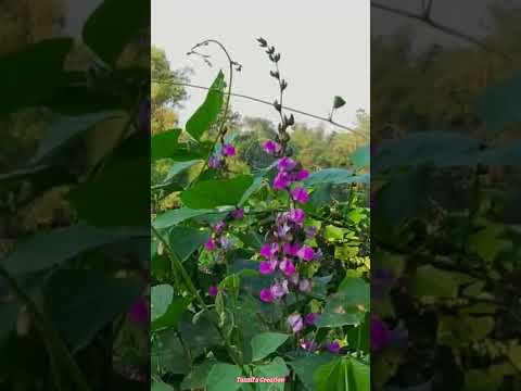 Beautiful flowers vibe📷🔥