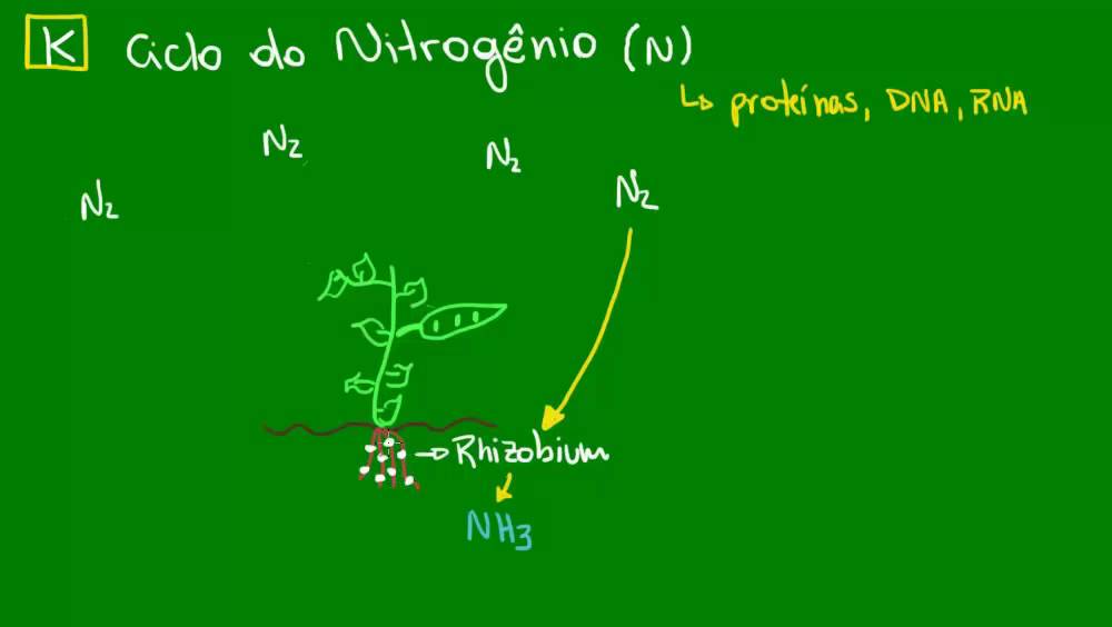 Ação das bactérias do gênero Rhizobium no ciclo do Nitrogênio - Ecologia - Biologia