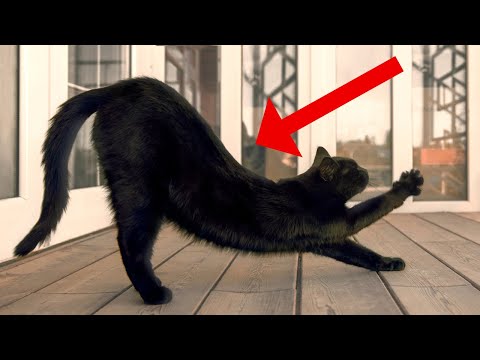 11 Weird Things Cats Do Around Their Cat Parents and Why