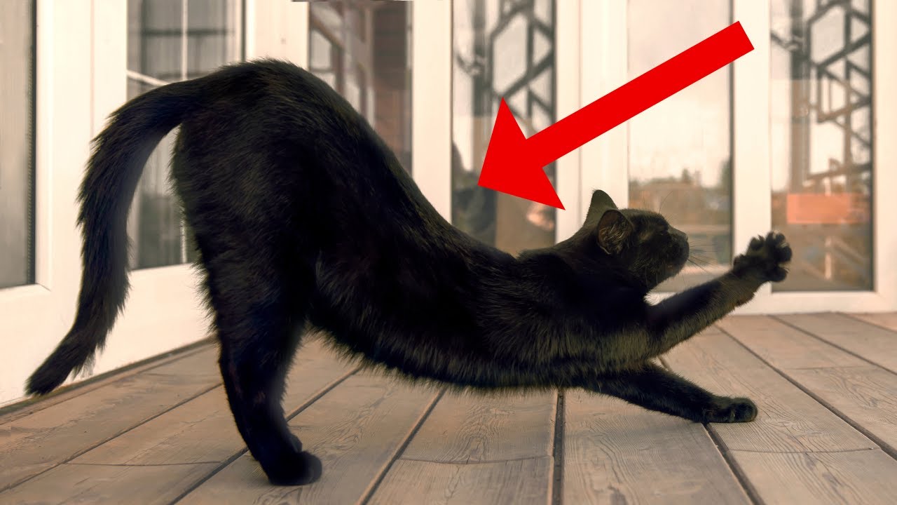 11 Weird Things Cats Do Around Their Cat Parents and Why