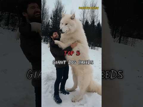 Top 5 Giant Dog Breeds in the World! 🐶🔥 #dogbreed