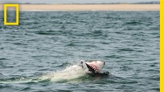 How I Got the Shot: Photographing Great White Sharks off Cape Cod | National Geographic