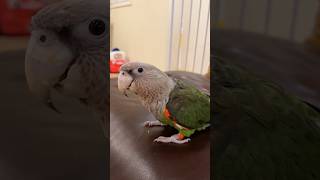 Parrot Acting Silly Truman Pretending to Drink Water off the Couch
