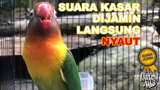 Download lagu Pancingan Disertai Terapi Lovebird Ngetik Ngekek Paling Aktif Ampuh Langsung Nyaut Auto Bunyi mp3