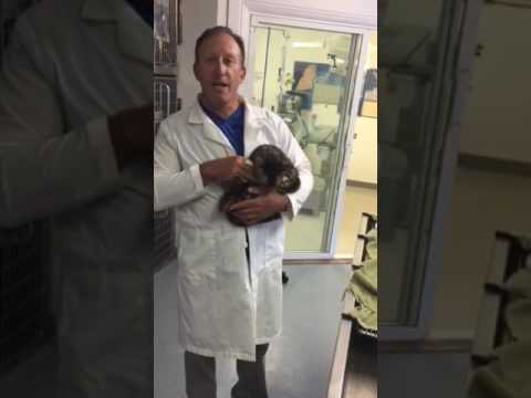 Feline Urinary Obstruction, a Bengal Cat after successful treatment