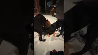 Video preview image #1 Chihuahua-Labrador Retriever Mix Puppy For Sale in Virginia Beach, VA, USA