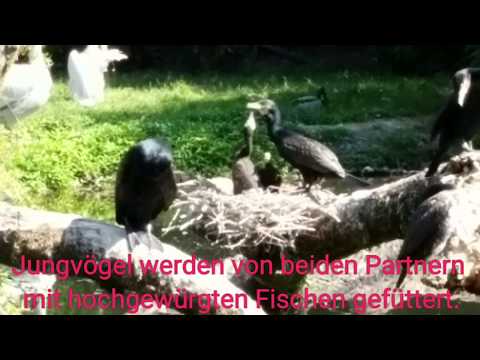 Der Kormoran (Phalacrocorax carbo) #LoveNature