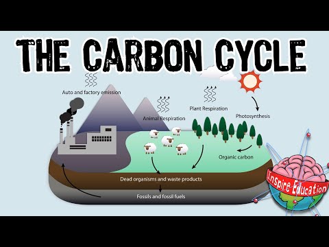The Carbon Cycle