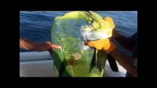 preview picture of video 'World Record Dorado BIG Large Huge MAHI MAHI Dolphinfish CABO San Lucas Picanté Sport Fishing Fleet'
