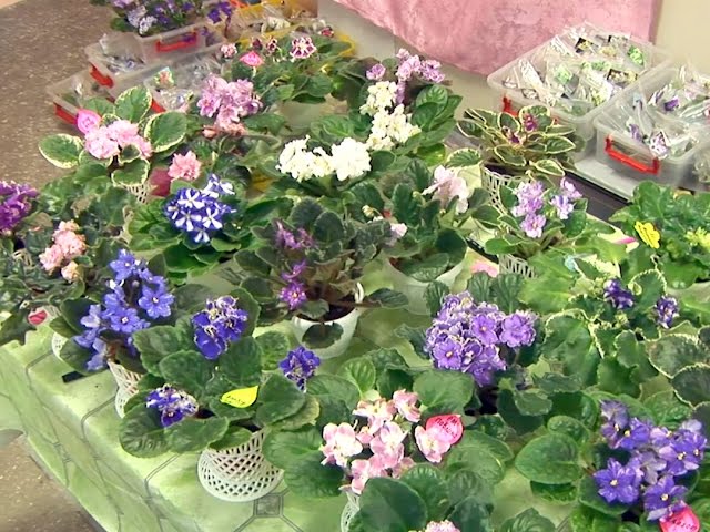 Ароматная выставка