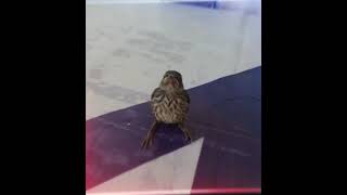 Download lagu status wa qoutes selamat pagi macam-macam burung kicau jedag jedug #short mp3 Download lagu status wa qoutes selamat pagi macam-macam burung kicau jedag jedug #short mp3