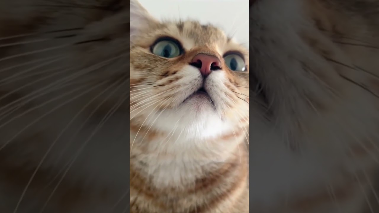 Cats talk | Funny cats, dogs and animals ep44 #cat #funnycats #catvideos